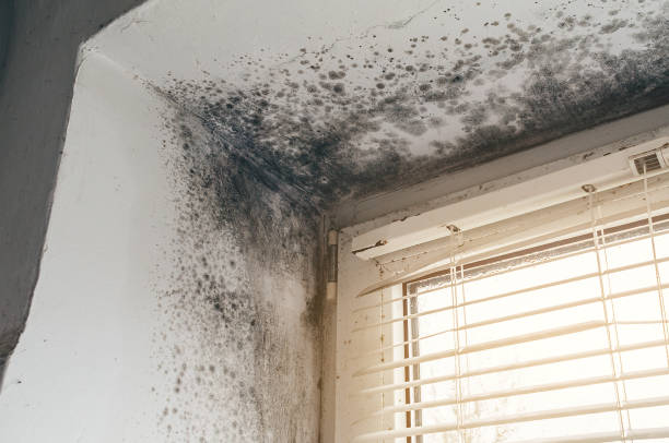 Affordable Black Mold Remediation solutions in Mount Juliet, TN